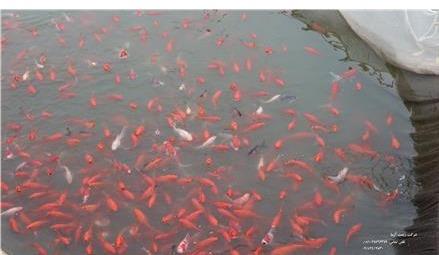 پرورش و فروش ماهی قرمز بصورت لارو ، بالغ و مولد