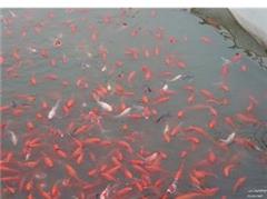 پرورش و فروش ماهی قرمز بصورت لارو ، بالغ و مولد