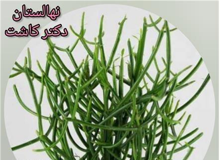 فروش عمده گیاه مرگ من برگ بده