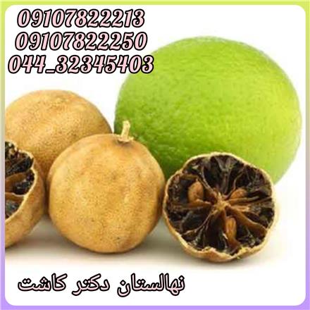 فروش عمده نهال لیمو عمانی