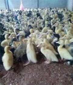 خرید جوجه اردک یک روزه و اردک یک روزه پکنی