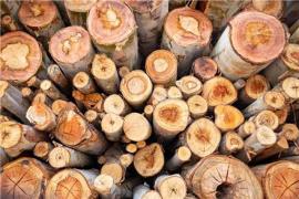 فروش چوب یولکا روسی خشک و