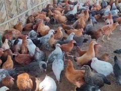 فروش جوجه مرغ 50 روزه از نژادهای گلپایگانی و