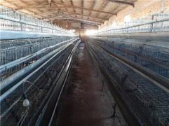 قفس مرغ تخمگذار تجهیزات مرغداری مرغ محلی