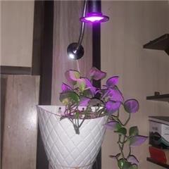 لامپ رشد گیاه ، رشد گیاه decoding=