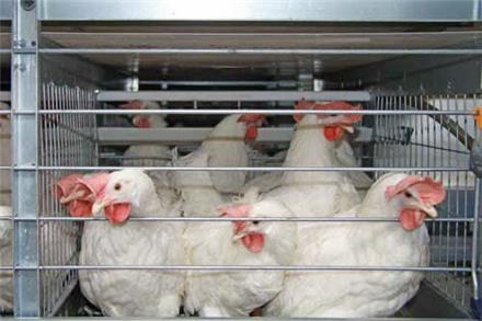 فروش مرغداری تولید تخم مرغ خوراکی ۶۰ هزارتایی