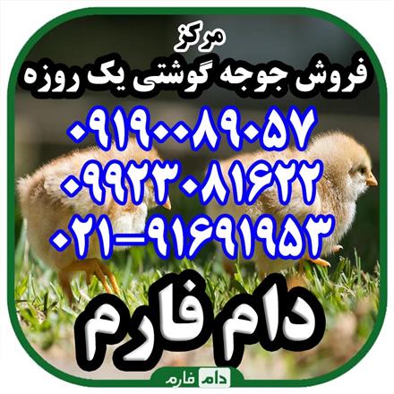 فروش جوجه یک روزه