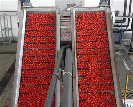 طراحی و و ساخت خط دریافت گوجه فرنگی