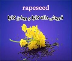 فروش دانه کلزا و فروش روغن کلزا خالص