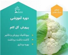 دوره آموزشی پرورش گل کلم